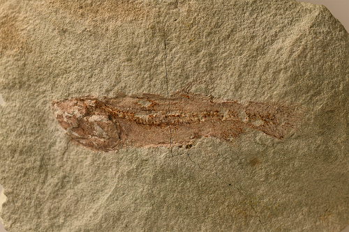 アオモリムカシクジラウオは、約1500年前の地層から発見された深海魚の