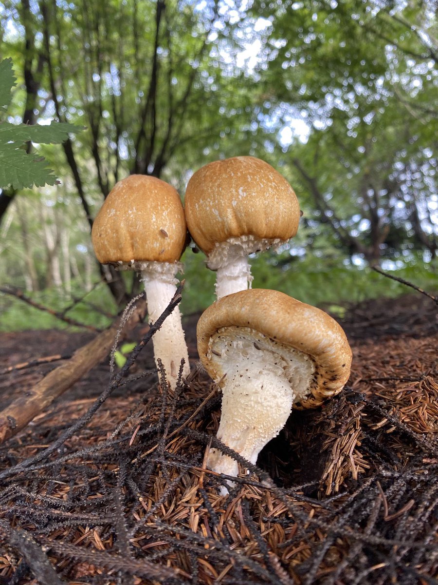 もう一度会いたいと思っていた「キハラタケ Agaricus jezoensis」に