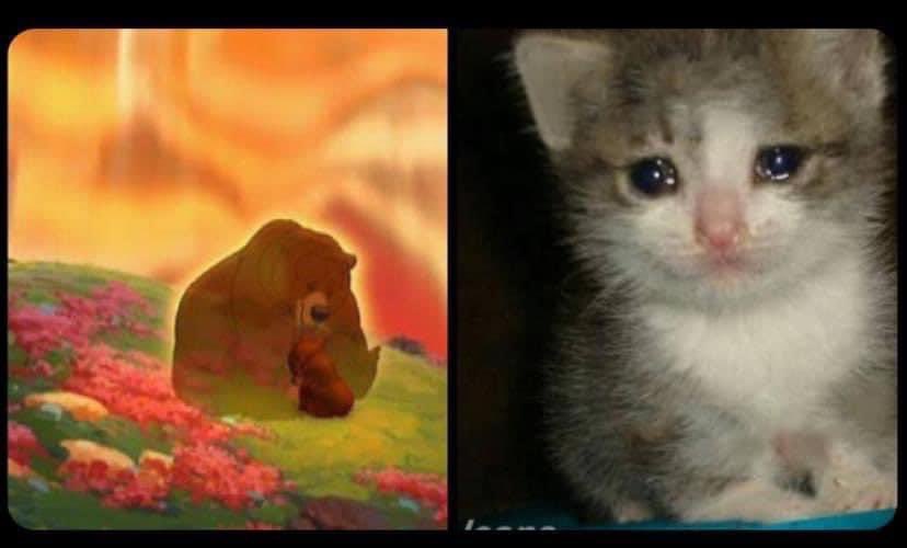 Yo viendo por milésima vez a Koda despidiéndose de su mamá en Tierra de Osos