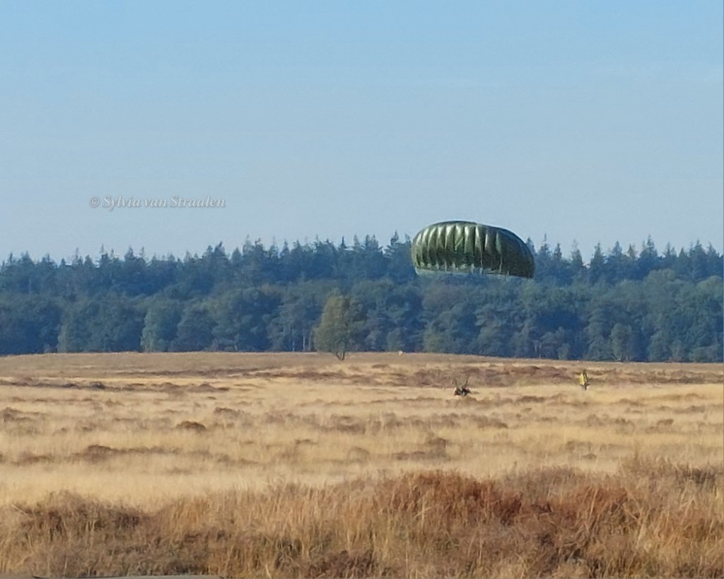 siarella99's tweet image. De eerste sprongen zijn gemaakt in de #dropzone bij de #herdenking #MarketGarden80 op de Ginkelse heide bij #Ede. De eerste groep parachutisten kwamen vanuit een #Dakota #DC3 die ook in 1944 vloog. #airborne #LestWeForget #OpdatWeNietVergeten