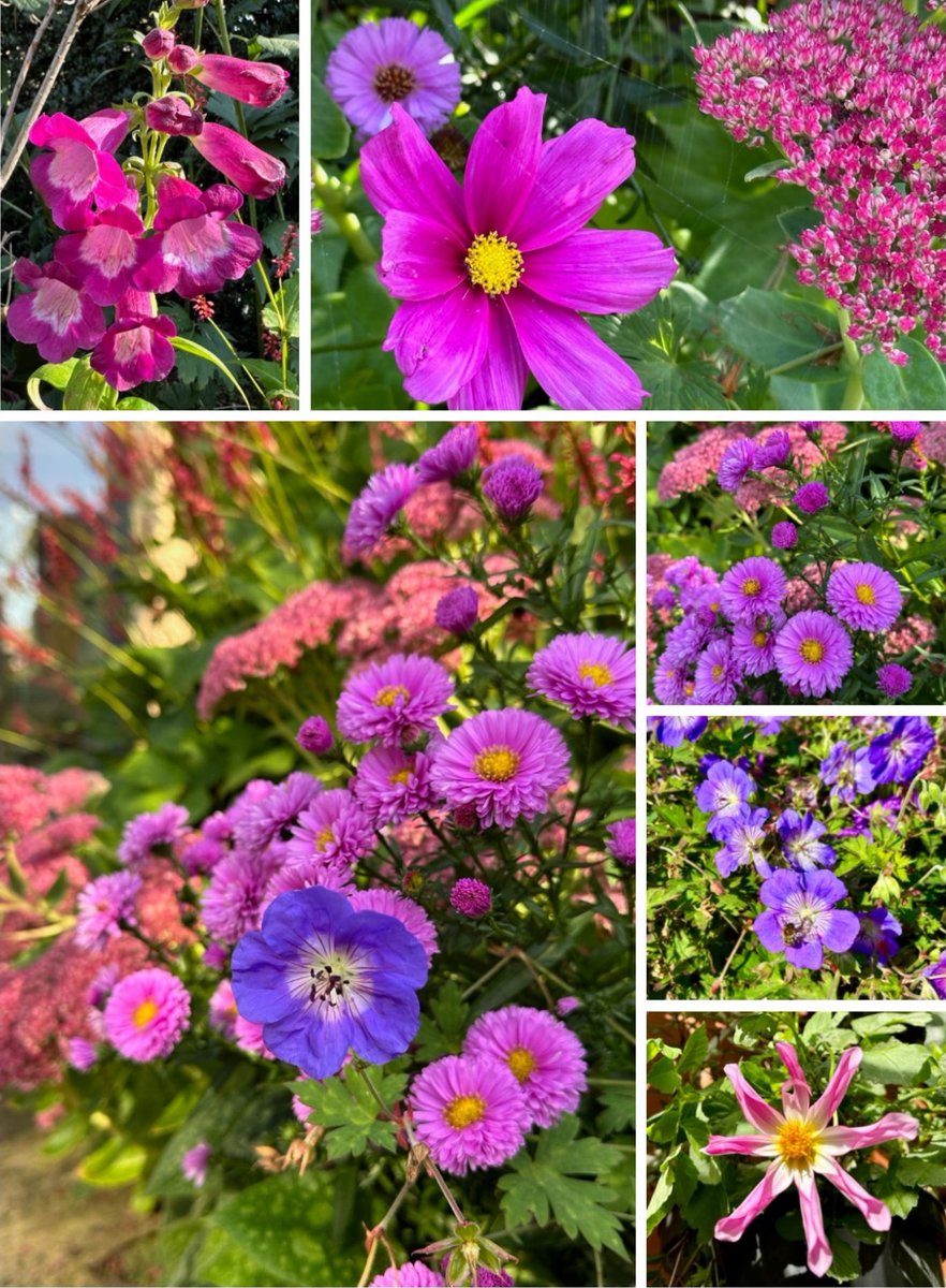 PotteringPolly's tweet photo. Wishing you a sublime Saturday 🌿
I’m really quite surprised how much colour there suddenly is in the garden, but then so many flowers are late this year 🌿💕💜🌸💕💜🌿
Let’s hope the weather doesn’t spoil everything 🌸⚡️🌸⚡️🌸

#latesummercolour #Flowers https://t.co/p9N5XRrEPX
