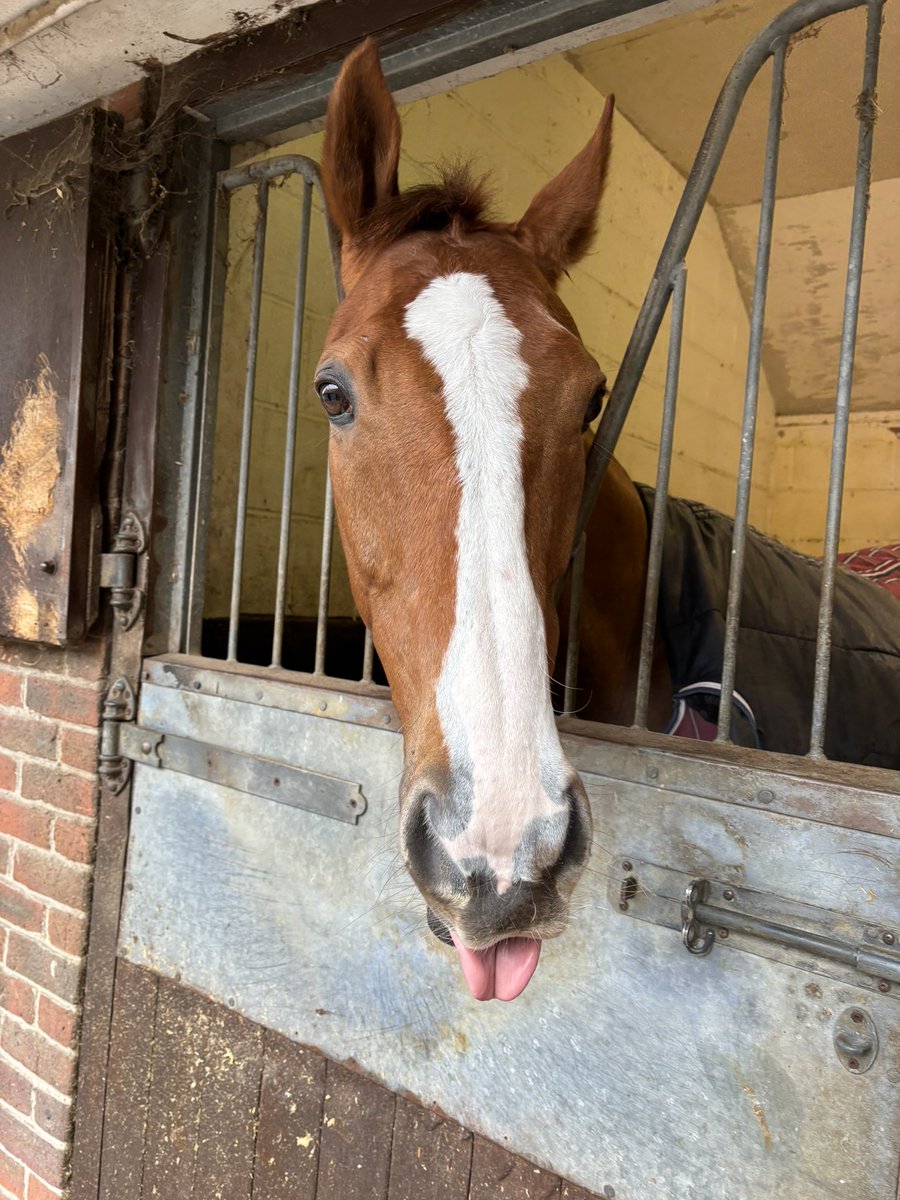 sam_angelina22's tweet photo. Emotional but happy day today with darling Not So Sleepy retiring at Newbury. He has been a pleasure to follow over the years and I was honoured be there for his fifth Champion Hurdle attempt. Thank you @Summerdown1997 @Hughiemorrison2 @charris_93 and congratulations with Sleepy! https://t.co/nZZc95fo8y