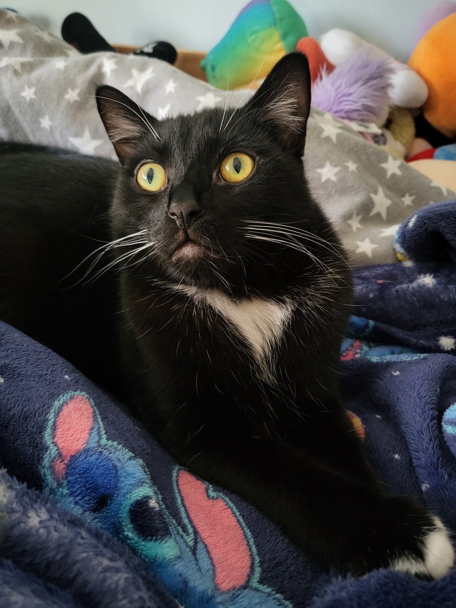 Happy Caturday musings 
🌠Pluto🌠 #catstagram #Caturday #CatsOnX