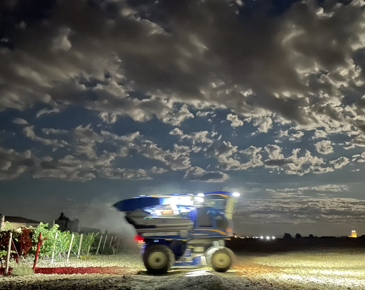 Continuamos con la #vendimia2024 #uvaverdejo #verdejo <a href="/AvelinoVegas/">Bodega Avelino Vegas</a> <a href="/DORueda/">D.O. Rueda</a> #santiustedesanjuanbautista