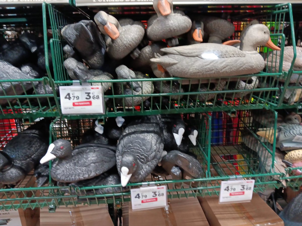 Albert-Erik tweet media