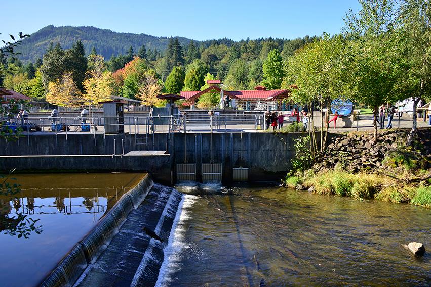 Friends of the Issaquah Salmon Hatchery (FISH) Volunteer News - Friday, September 20, 2024 - mailchi.mp/be6b3e000d88/s…