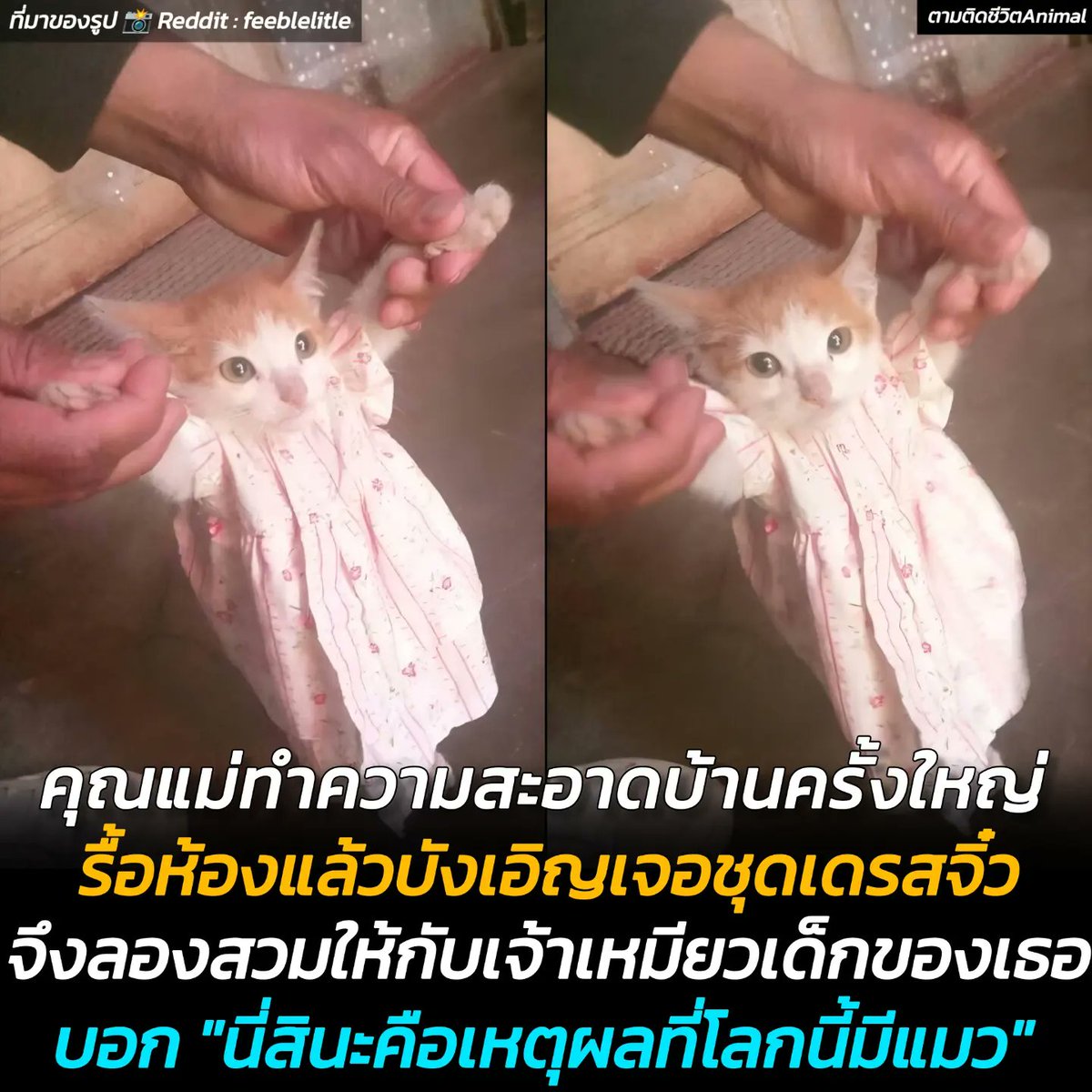 AnimalFW_TH's tweet photo. ชาวเน็ตคนหนึ่งเล่าว่า คุณแม่ของเธอทำความสะอาดบ้านครั้งใหญ่ แม่รื้อตู้เสือผ้าในบ้าน แล้วบังเอิญเจอชุดเดรสจิ๋วของเธอที่สมัยยังเป็นทารกน้อย แม่เสียดายที่จะต้องทิ้งชุดนั้น จังหวะนั้นเจ้าแมวส้มเด็กก็ผ่านมาพอดี เธอกับแม่จึงจับเจ้าส้มใส่ชุดเดรสนั้นซะ พอใส่ชุดเสร็จคุณแม่ก็พูดออกมาว่า "นี่สินะคือเหตุผลที่โลกนี้มีแมว" 🐱🍊😍
แมวส้ม : แต่แม่ฮะ ชุดเด็กผู้ชา��ไม่มีเหรอ 😐
อาณาจักรสัตว์โลก มีม&สาระ By ตามติดชีวิตAnimal
ชาวเนดดิทท่านหนึ่งได้แชร์เรื่องราวสุดน่ารักเกิดขึ้น เมื่อคุณแม่คนกำลังทำความสะอาดครั้งใหญ่ จนไปเจอชุดเดรสตัวจิ๋วสมัยลูกยังเป็นเบบี๋ ด้วยความเสียดายที่จะต้องทิ้ง จังหวะนั้นเอง เจ้าเหมียวส้มตัวแสบก็เดินผ่านมาพอดี 

คุณแม่เลยเกิดไอเดียปิ๊งแว้บ จับเจ้าเหมียวมาใส่ชุดเดรสซะเลย แล้วก็เป็นอย่างที่เห็นในภาพ เจ้าเหมียวดูเหมือนจะงงๆ เล็กน้อย แต่ก็ยอมให้ใส่แต่โดยดี พอคุณแม่เห็นเจ้าเหมียวในชุดเดรสจิ๋วก็อดใจไม่ไหว ต้องพูดออกมาว่า "นี่สินะคือเหตุผลที่โลกนี้มีแมว" ทำเอาลูกสาวขำก๊ากเลยทีเดียว ส่วนเจ้าเหมียวก็คงคิดในใจว่า "แต่แม่ฮะ ชุดเด็กผู้ชายไม่มีเหรอ"

ชุดเหมียวที่บ้านเป็นยังไง มาอวดชุดเจ้าเหมียวของแต่ละบ้านกันฮะ 😹

เรียบเรียง 🖋️ แอดเพา
ที่มาของรู�� 📸 RD : feeblelitle