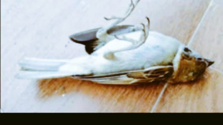 𝑨𝑯𝑰𝑴𝑩𝑰𝑺𝑰𝑩𝑾𝑬 𝑻𝑰𝑴𝑶𝑻𝑯𝒀 tweet media