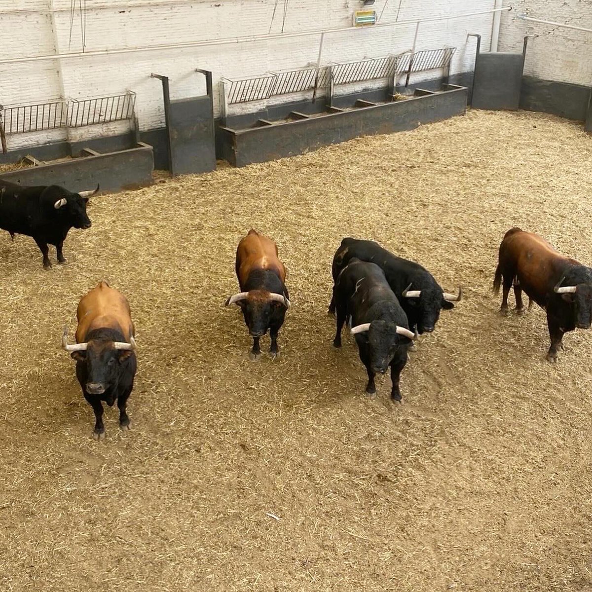 Antonio Bañuelos tweet media