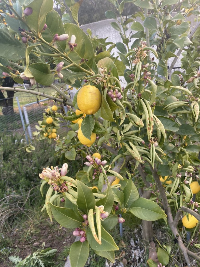 Tim Coyle tweet media