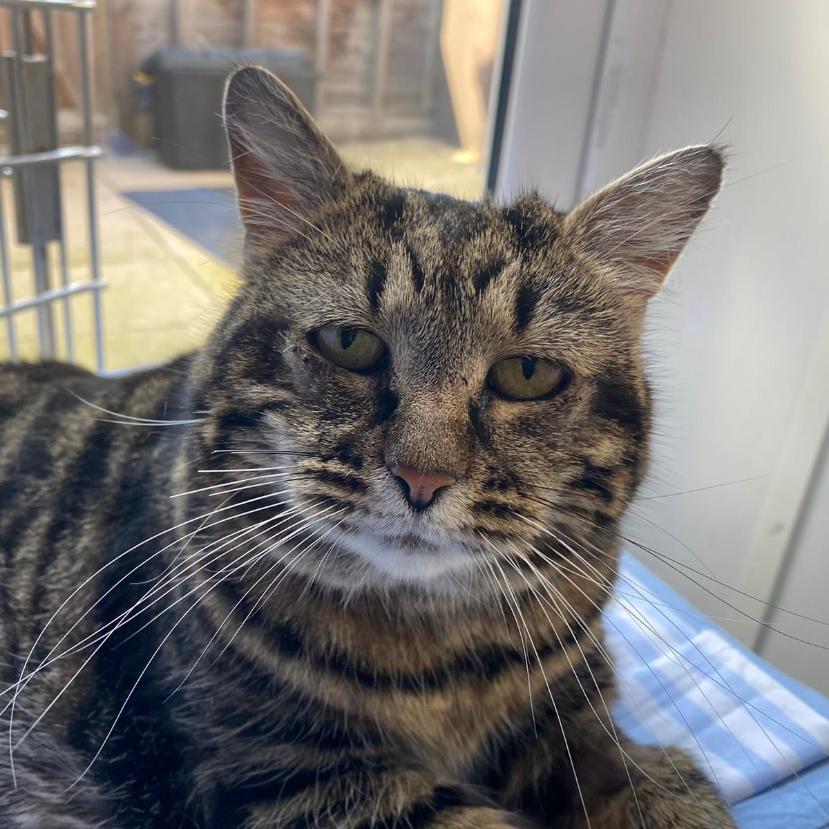It's #Caturday, and Ruby is hoping you can help turn her 'frown' upside down by giving this post some love. 💜 Ruby is officially our longest staying cat - a title that she would like to change soon. themayhew.org/cats/ruby/.