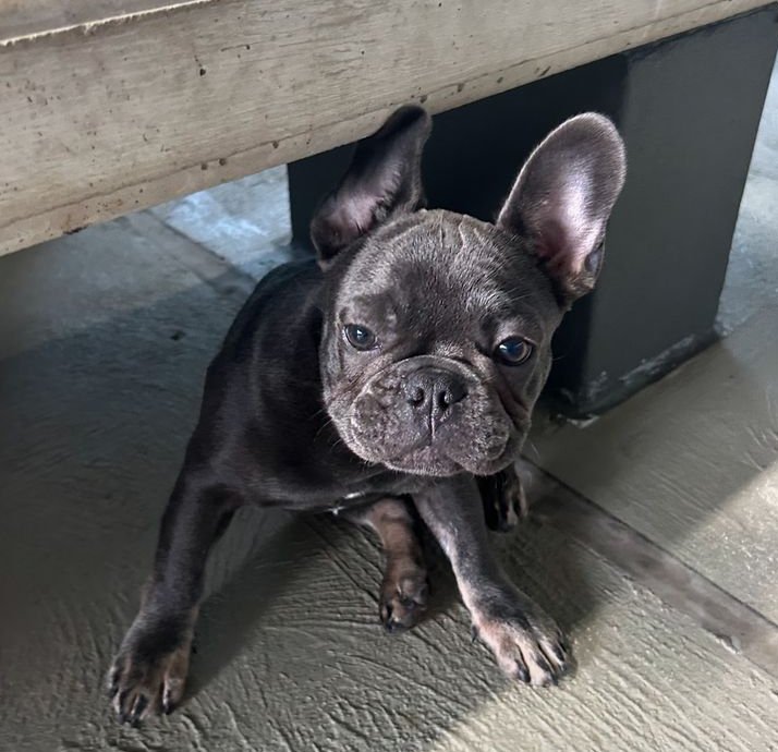 Frenchie bulldog tweet media