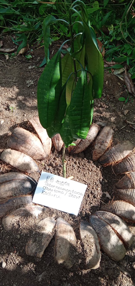 Omg_ItsMe0's tweet photo. දිවි කදුරු / Teberneamontana dichotoma / Dhivi Kadhuru

දේශීය කදුරු විශේෂ කීපයෙන් එකක් වන මෙය මීටර් 6 පමණ උසට වැඩෙන බහුවාර්ෂික ශාකයකි.දිගු නටුවක් සහිත වතුසුදු මලට සමාන සුදු පැහැති මල් සුවඳවත් ය 🌱. #GreenNinja @inj_srilanka
@injective https://t.co/EodhWHzbN6