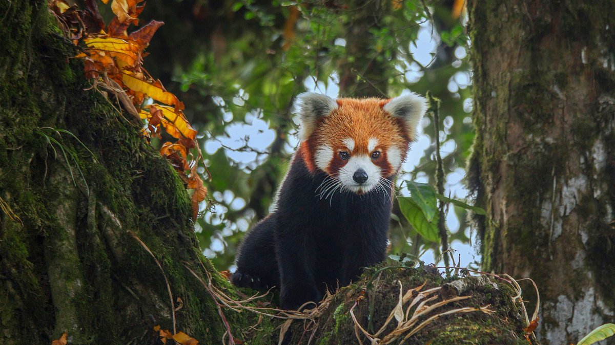 Happy International Red Panda Day!

Did you know that the Red Panda is an EDGE species? 

They are listed on our EDGE mammals list and were the focus of EDGE alumna Moumita Chakraborty Fellowship. Moumita continues her efforts to protect and conserve this incredible species.