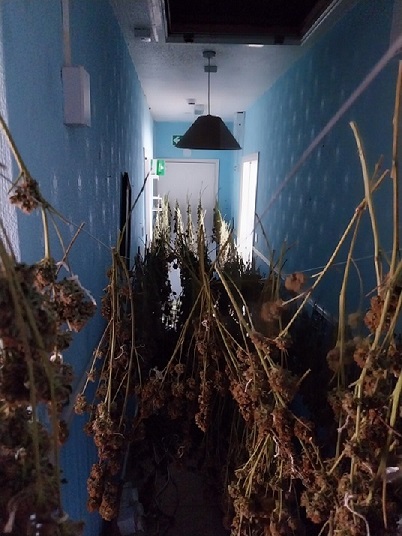 2 men were questioned on suspicion of production of cannabis after a large amount was found drying out in the former Seaview Nursing Home, Redcar yesterday.

They've been bailed while more enquiries take place. 

If you have info/footage which could help please phone us on 101.