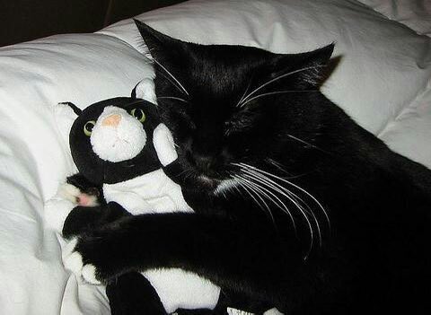 Black cats are not bad luck (@visualscat) on Twitter photo 