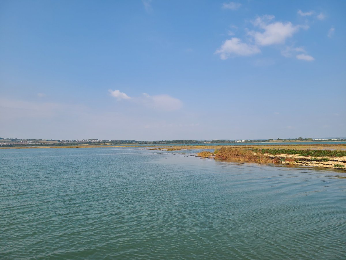 There are hundreds of Curlew present in Langstone Harbour now. As the spring tide was rising yesterday, at least 300 dropped in on one of saltmarsh &amp; shingle islands to roost. This amazing coastal wetland on the Portsmouth, Havant &amp; Hayling Island shores is a priceless treasure.