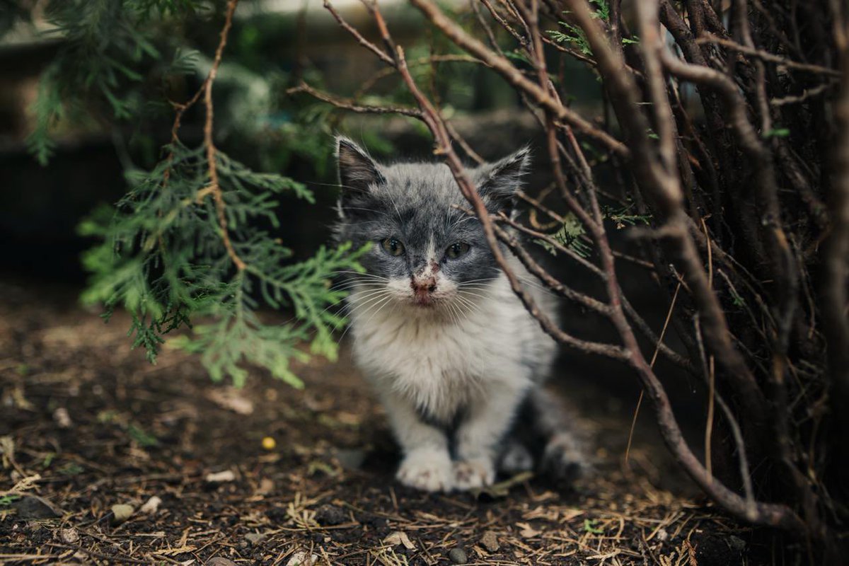 lunumun's tweet photo. Мой парень каждый день ходит в парк кормить котиков. В один день там появился этот малыш 🥺
Может, кому приглянется? 

Отловим, поможем с анализами, кормом, наполнителем и прочими расходами 

Тбилиси https://t.co/2gD3JedBjM
