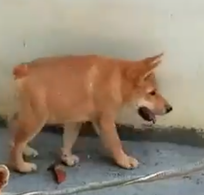doggohbit's tweet photo. Big paws, bigger dreams! 🌕🐕
$DOGGO is chasing the moon—are you in? 🐾💫
#Doggo #MEME #SOL #CG #Dextools #CoinMarketCap #BitMar https://t.co/7IsBx17wN0