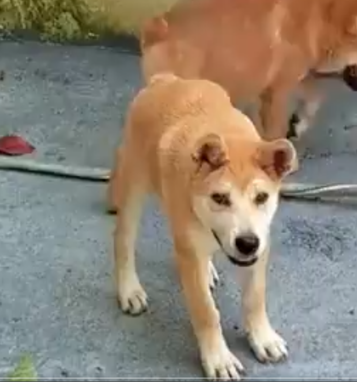 doggohbit's tweet photo. Doggo season is here! 🐾
Fetch $DOGGO and join the pack! 🌟🐶
#Doggo #MEME #SOL #CG #Dextools #CoinMarketCap #BitMar https://t.co/RZTlVv2RMQ