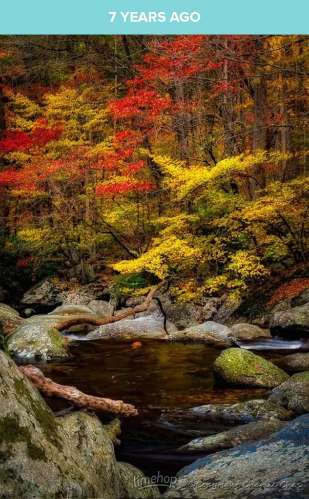 DBFrisk2001's tweet image. (2012)

Beautiful, and very colourful! 😀

#FallColorPalette #Greenbriar #GreatSmokyMountainsNationalPark