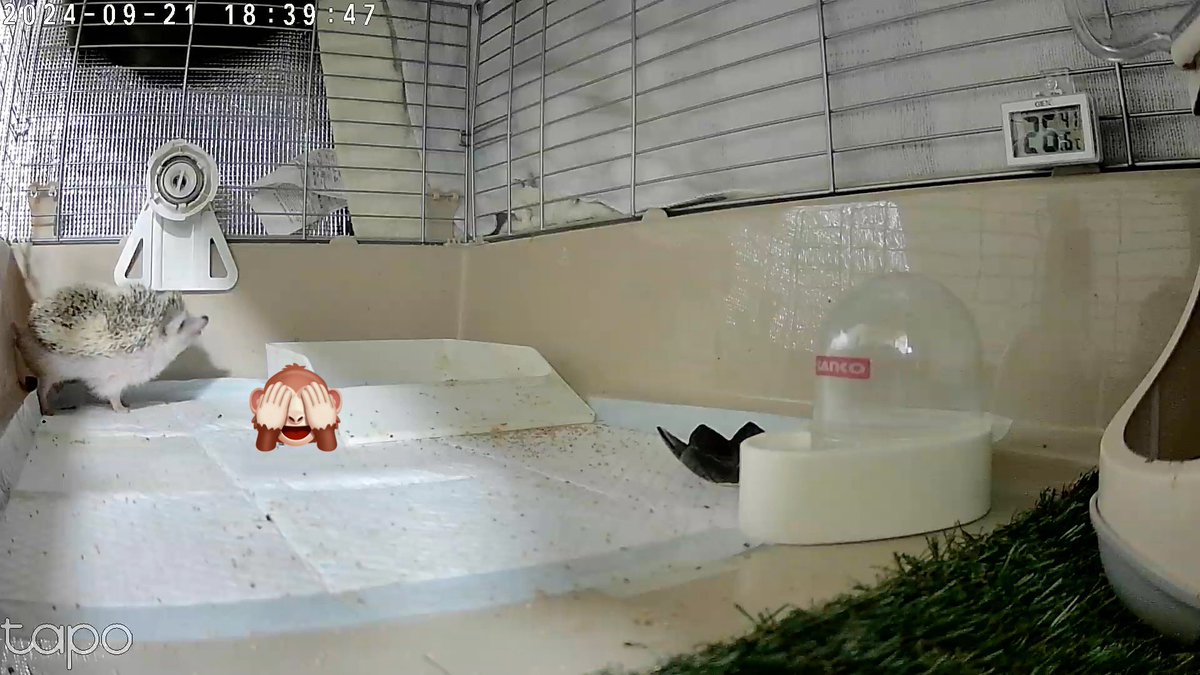 うちのハリネズミ壁に擦り付けるような💩をするのだけど、どこのお宅のハリネズミもそういうものなのかしら🦔