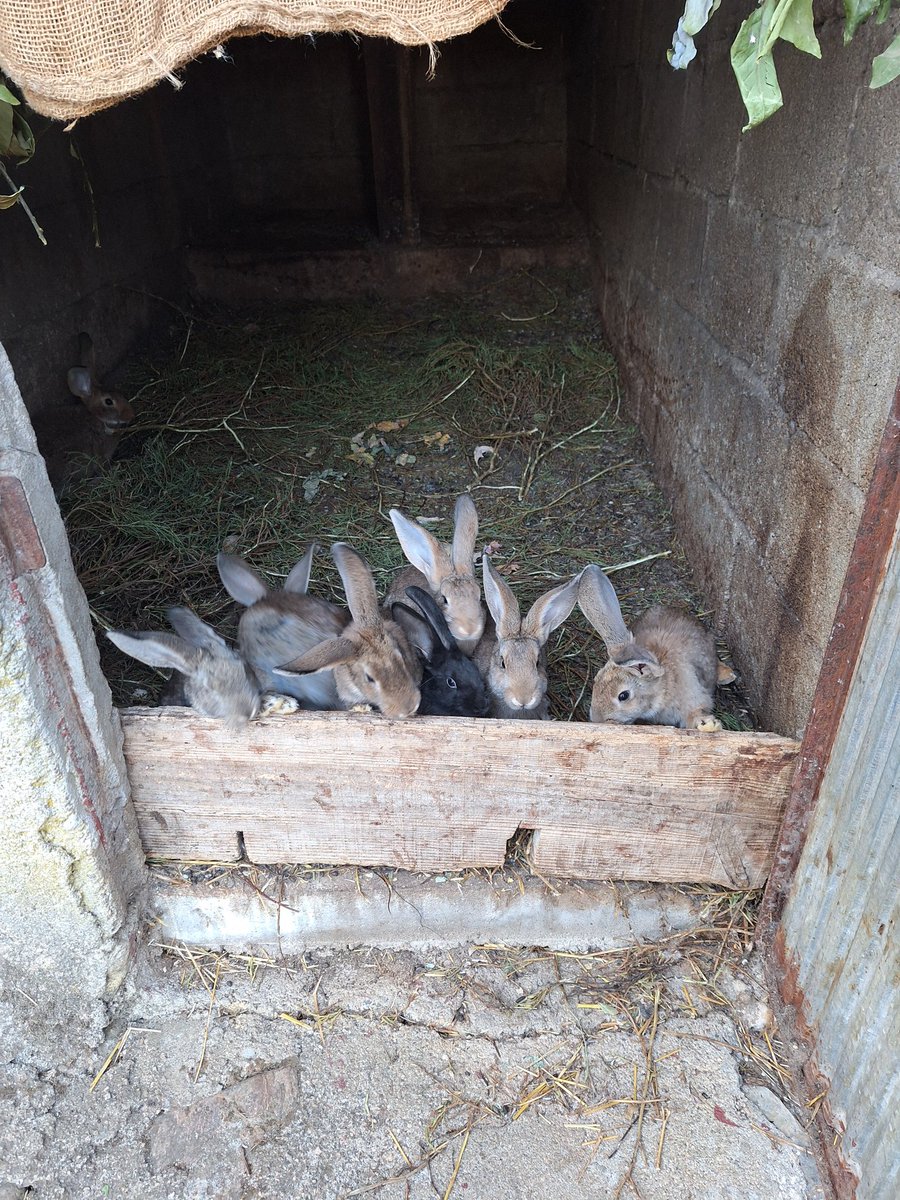 Eles dizem bom dia 🥰