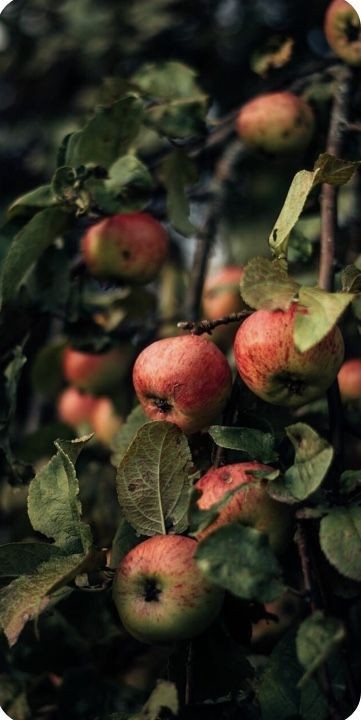 Яблок хочешь? Я собрала немного.
*приносит тарелку с несколькими вымытыми яблоками*