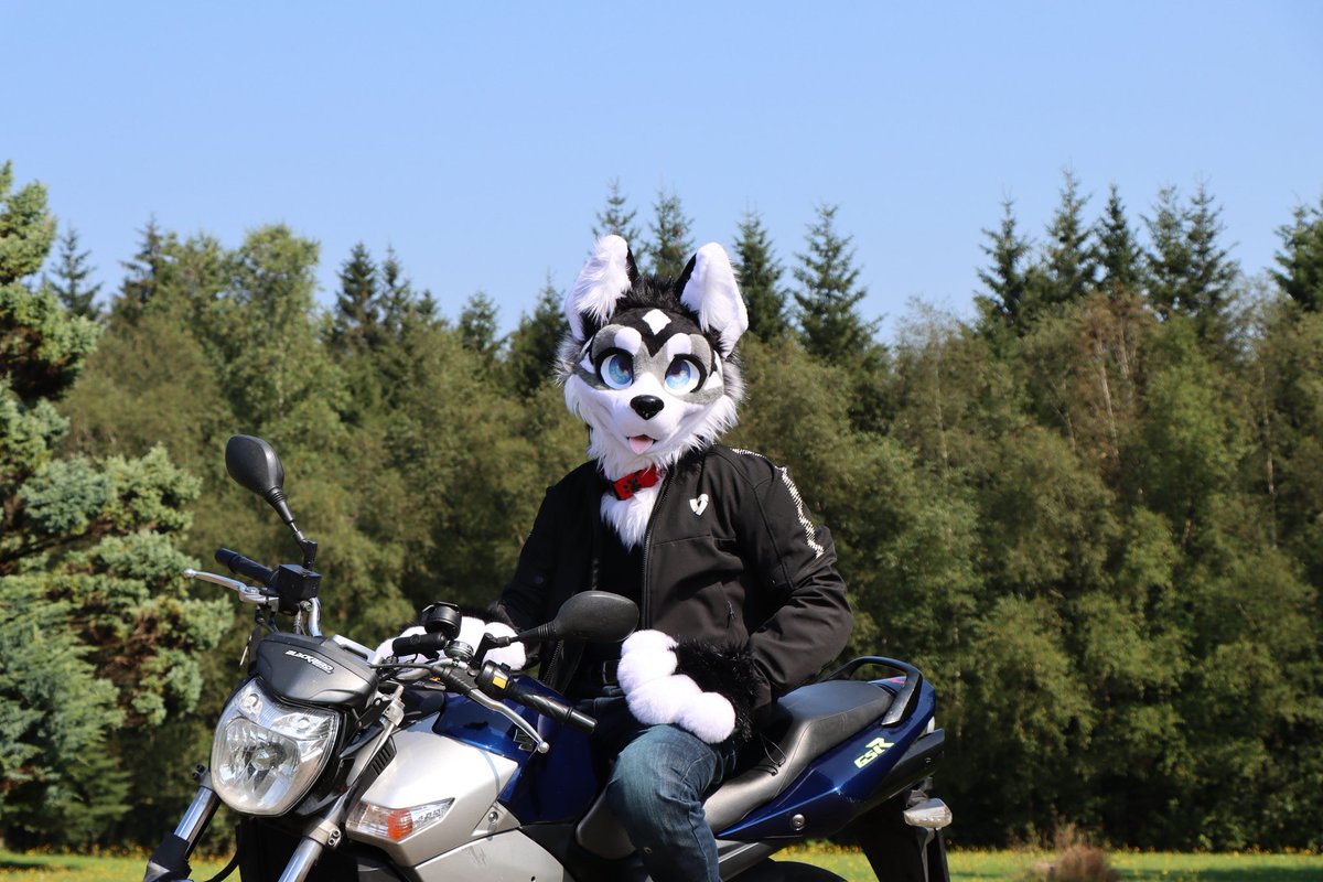 pierrot901's tweet photo. Hop on, let's go do some husky zoomies 😎🏍 https://t.co/FZ67HttJLp
