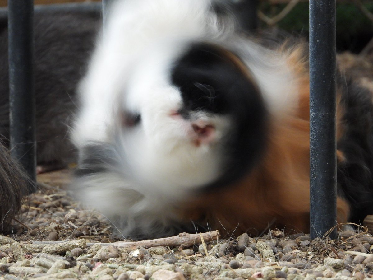fermedoudou's tweet photo. Je vous rassure, non, vous ne voyez pas flou ! C’est juste un cochon d’inde en pleine séance de secouage de poils. Rien de plus, rien de moins. Alors pas de panique, et surtout, pas besoin de faire des plans sur la comète !  #PasDePanique #JusteUnPoiluEnAction #CochonEnModeShake https://t.co/9pngYegkch