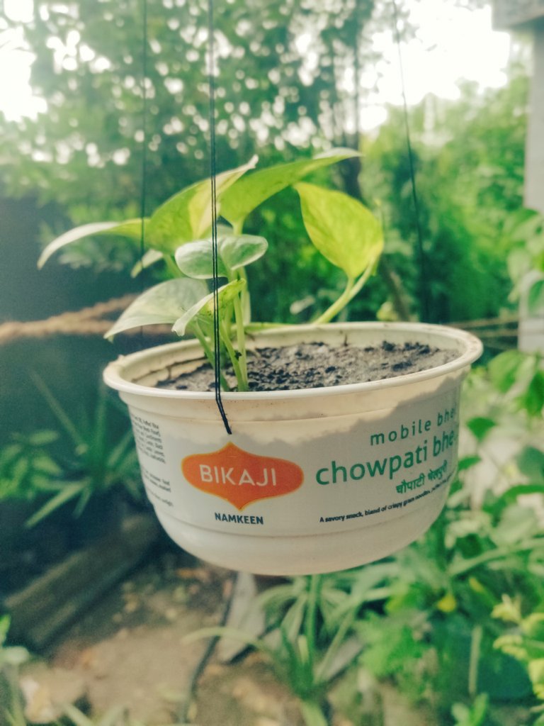 Harshad Makwana (@i_m_harshad) on Twitter photo "Upcycled creativity! 🌿 Turned waste plastic from Bikaji packaging into a beautiful hanging pot, giving both my plants and the planet some extra love. #SustainableCrafts #UpcycledArt #EcoFriendly"
<a href="/bikajifoodsbkn/">Bikaji</a> <a href="/SaahasZeroWaste/">Saahas Zero Waste</a> <a href="/RNTata2000/">Ratan N. Tata</a> "Upcycled creativity! 🌿 Turned waste plastic from Bikaji packaging into a beautiful hanging pot, giving both my plants and the planet some extra love. #SustainableCrafts #UpcycledArt #EcoFriendly"
<a href="/bikajifoodsbkn/">Bikaji</a> <a href="/SaahasZeroWaste/">Saahas Zero Waste</a> <a href="/RNTata2000/">Ratan N. Tata</a>