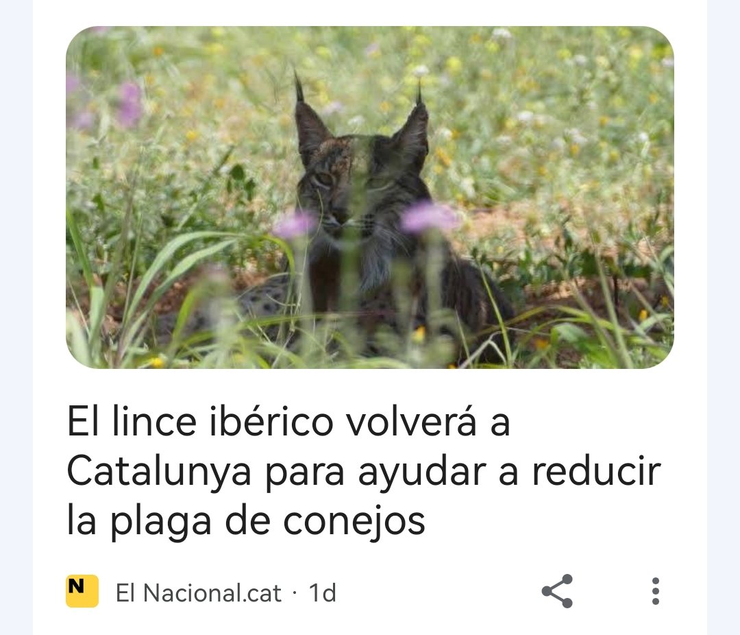 Miguel Clavero tweet media