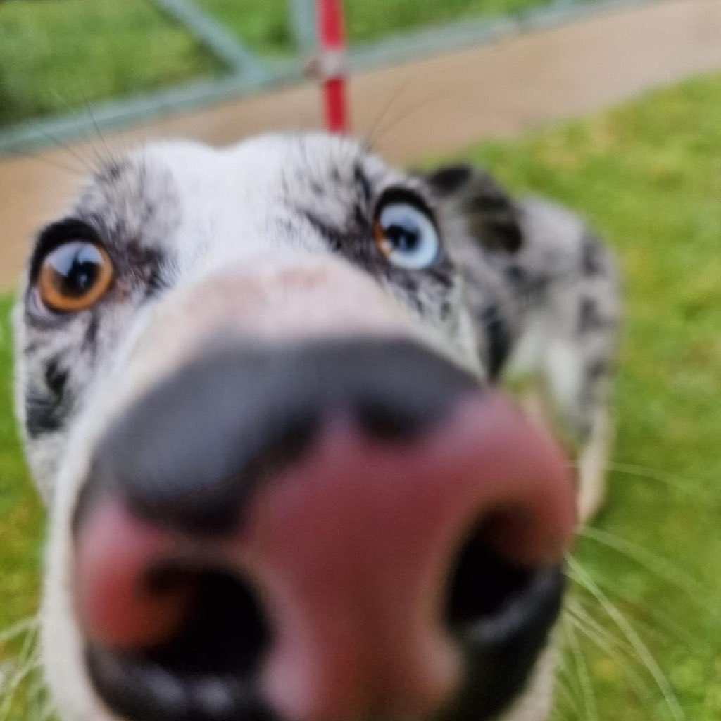 Hi there! My name is Hendrix. I am a bit timid and can be scared of new people and new places. I will need a patient owner who can introduce me to new experiences and help to socialise me at my own pace and not push my boundaries. 

For more info please call 0300 999 4247