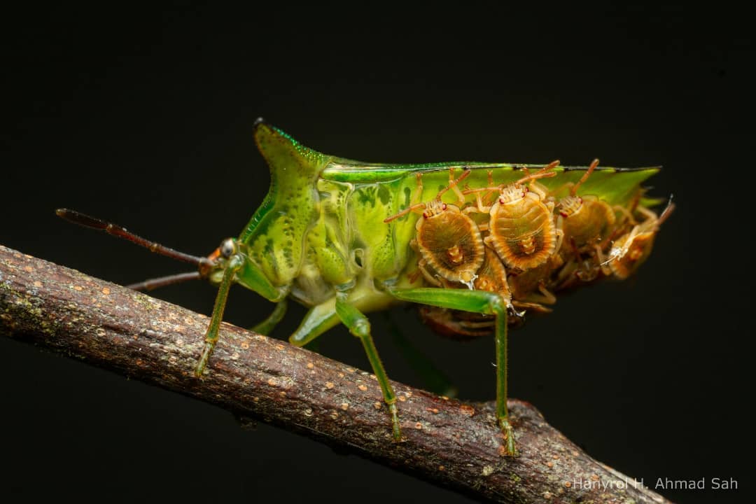 Mom on duty🛡️: This Tessaratomid bug (Pygoplatys sp.) is all about parental care, fiercely guarding her larvae from hungry predators in Ulu Temburong National Park, #Brunei. Who says insects don’t know about family values? Photos: Hanyrol H. Ahmad Sah. #Borneo #Biodiversity
