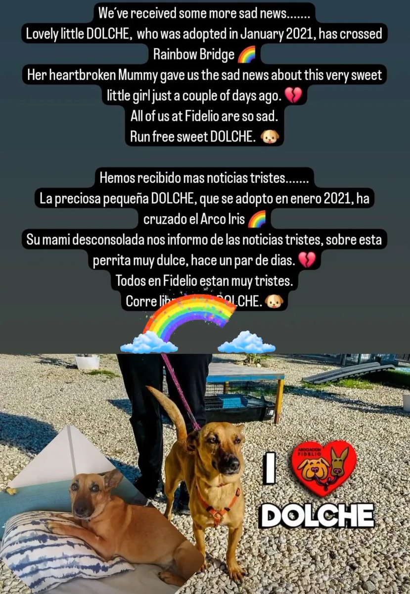 PERROS SIN HOGAR (@perrossinhogar_) on Twitter photo 