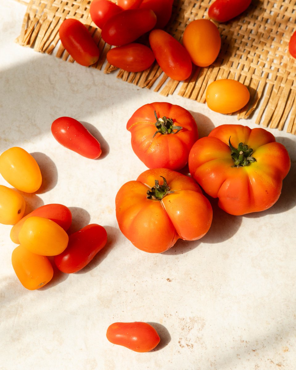 Domates, sofralarımıza yazın tazeliğini getiren bir lezzet ustası...🍅 Mevsim sonu yaklaştıkça, bu altın değerindeki meyveyi saklamanın vakti gelir. Her bir domates sosu, tıpkı bir ritüel gibi, makarnalara yıl boyunca güneşin sıcaklığını taşır. 🌿
