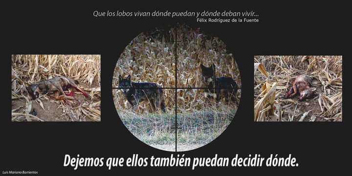 Hoy se conmemoran 3 años de la protección de todas las poblaciones de 🐺 en España (BOE n° 226). Desde ASCEL seguimos combatiendo contra Admones Regionales y Europeas que quieren desproteger al lobo y contra tanto sensacionalismo que da pábulo al victimismo y a la ranciedad.