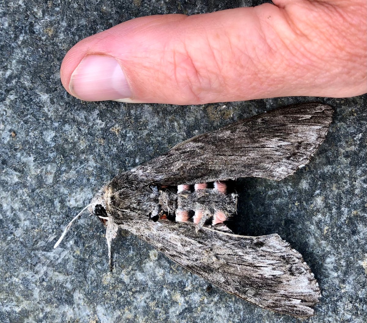 A convolvulus hawkmoth (#Agrius convolvuli; dead 😢) found in the garden yesterday - one of our largest native moths, its wings are almost as long as my thumb! #Moths #Hawkmoths #Sphingidae