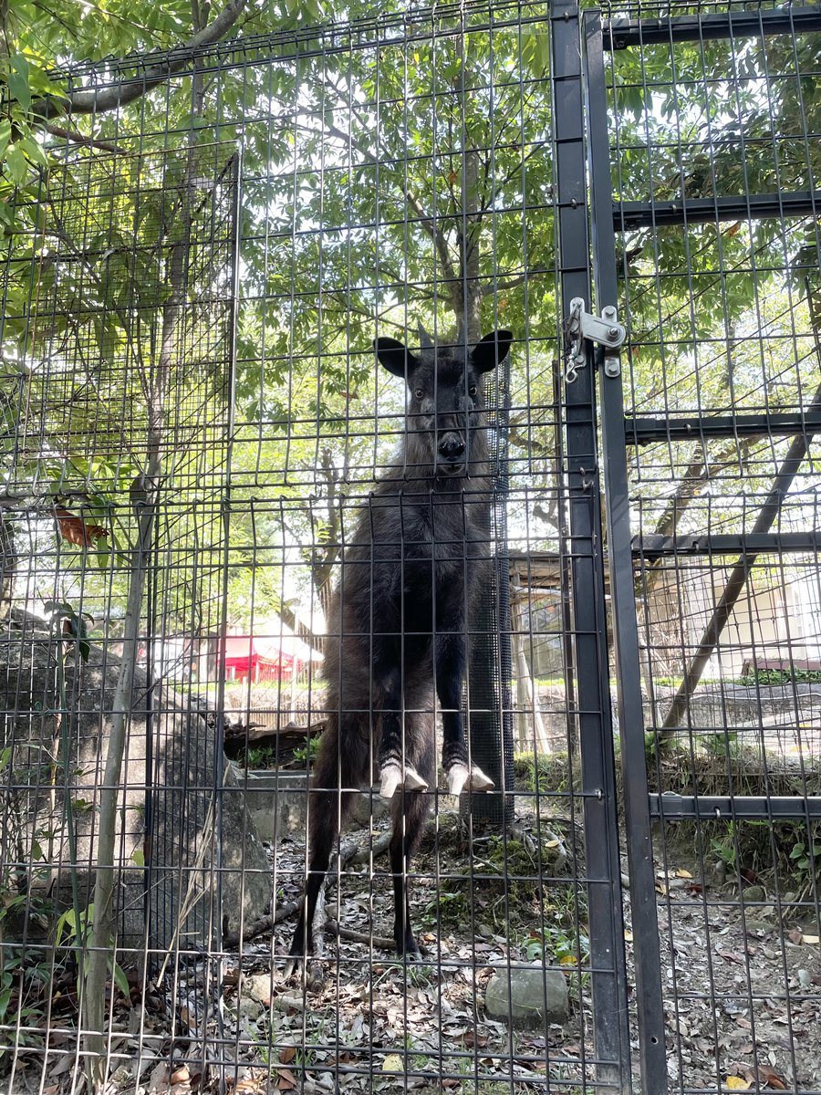 iidazoo's tweet image. お部屋の掃除中。
本当にきれいになったのか覗いてきます👀

 #飯田市立動物園
 #ニホンカモシカ
 #コウ