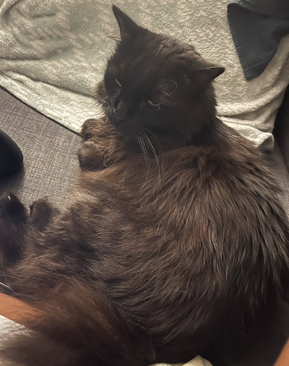 Athena54491591's tweet photo. Mon humaine est partie en week-end chez son amoureux ! Et moi je reste en solo à la maison ! Je viens lui miauler dessus en rentrant tiens ! https://t.co/M7cVYL9WHM