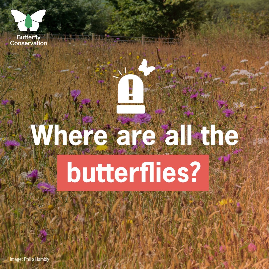 Butterfly Conservation 🦋 (@savebutterflies) on Twitter photo Where are all the butterflies?
Years of habitat destruction, climate breakdown and pesticide use have taken their toll. If we're to restore nature and save our butterflies and moths we must act now.
Sign our letter to <a href="/SteveReedMP/">Steve Reed MP</a> 👉 butterfly-conservation.org/emergency
#ButterflyEmergency Where are all the butterflies?
Years of habitat destruction, climate breakdown and pesticide use have taken their toll. If we're to restore nature and save our butterflies and moths we must act now.
Sign our letter to <a href="/SteveReedMP/">Steve Reed MP</a> 👉 butterfly-conservation.org/emergency
#ButterflyEmergency