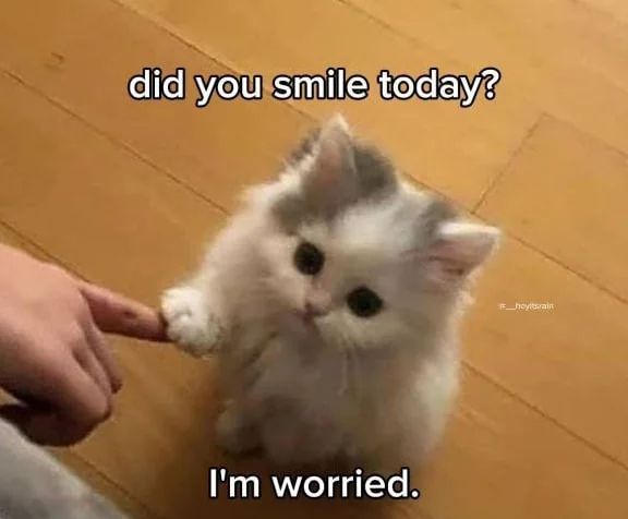 WholesomeMemes (@wholesomememe) on Twitter photo 