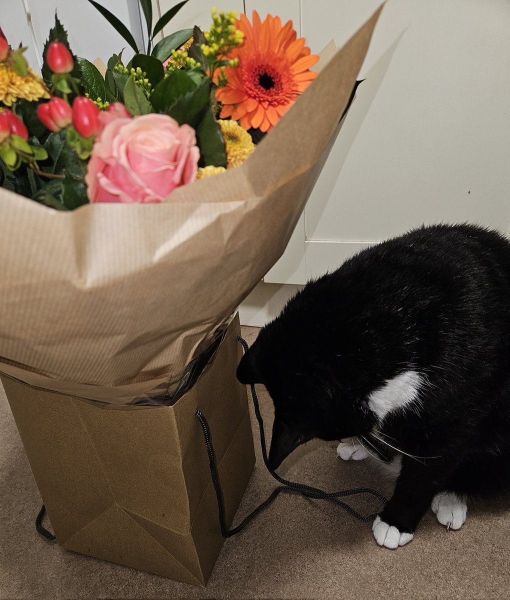 katrina heath (@treenhe) on Twitter photo My 8th day of testing positive for Covid and I've received a gorgeous bouquet from the OH. So large it has dwarfed my 8.5kg lovebug! #thankyou <a href="/djJamesWarren/">James Warren</a> #CatsOfX My 8th day of testing positive for Covid and I've received a gorgeous bouquet from the OH. So large it has dwarfed my 8.5kg lovebug! #thankyou <a href="/djJamesWarren/">James Warren</a> #CatsOfX