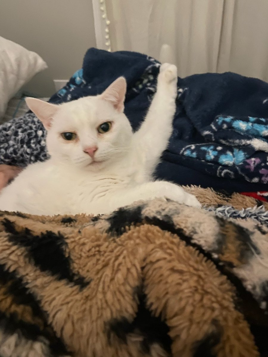 Leelee08632981's tweet photo. #caturday #CatsofTwittter #cats #hemingwaycat Paws up if you're a cat for Kamala. https://t.co/wX4cQqMMpd