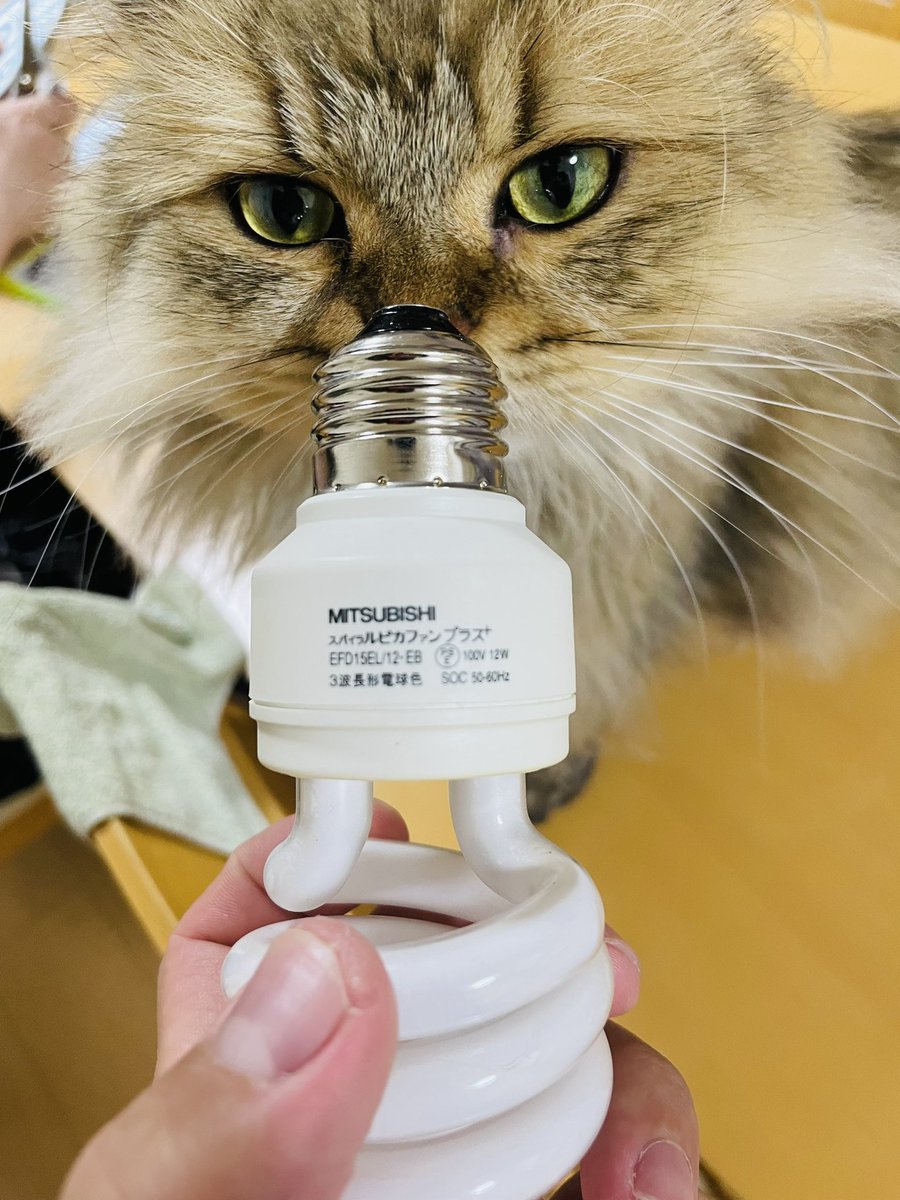 KotobukiTen's tweet photo. 天ちゃん、あなたじゃなくて交換用の電球の写真を撮ってるの💡 https://t.co/XMZuw5MgMK