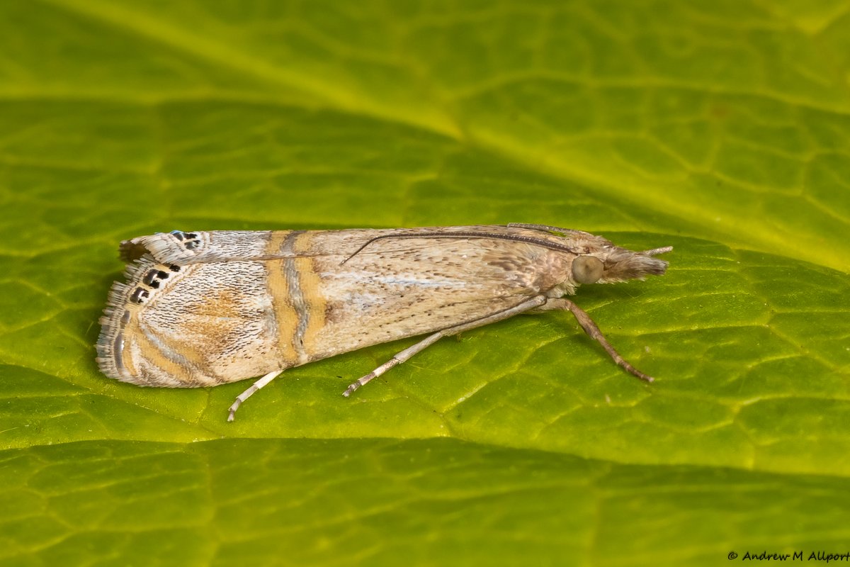 One of two Euchromius ocellea (Silver Spotted Veneer) from the garden last night VC61 Driffield, East Yorkshire. 
<a href="/MigrantMothUK/">Migrant Lepidoptera</a> <a href="/DoubleKidney/">Charles Fletcher</a> <a href="/BC_Yorkshire/">Butterfly Conservation Yorkshire</a>