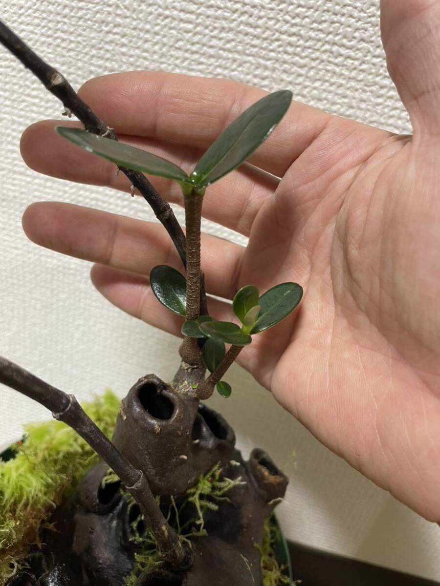itome@伊藤蟻植物農園 on X: itome@伊藤蟻植物農園 on X: