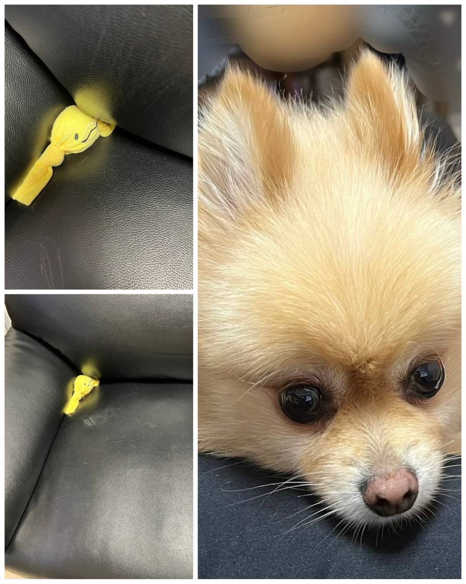 703Pome's tweet photo. 本日バニラくんが
お気に入りだったおもちゃ✨
飼主が帰宅したら
ソファーに埋めてありました🤣

隠したつもりなのかな？
時々ここにおもちゃが埋まっているんだけど埋めるところを見たことがないんですよね😅

#ポメラニアン https://t.co/FnuMK6q1bf