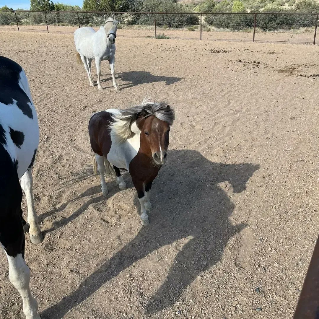 pony4precious's tweet photo. ๐ Back to School Adventure! Add a dash of Wild West to your child's reading list with "Cowboy Mike and Winston." An adventurous start to the school year! #SchoolReads #EducationalFun #Kidbooks #Books
Amazon https://t.co/uA29ktowKd and Barnes and Noble. https://t.co/bE3QPyEVlT https://t.co/Idpe9P0rFC
