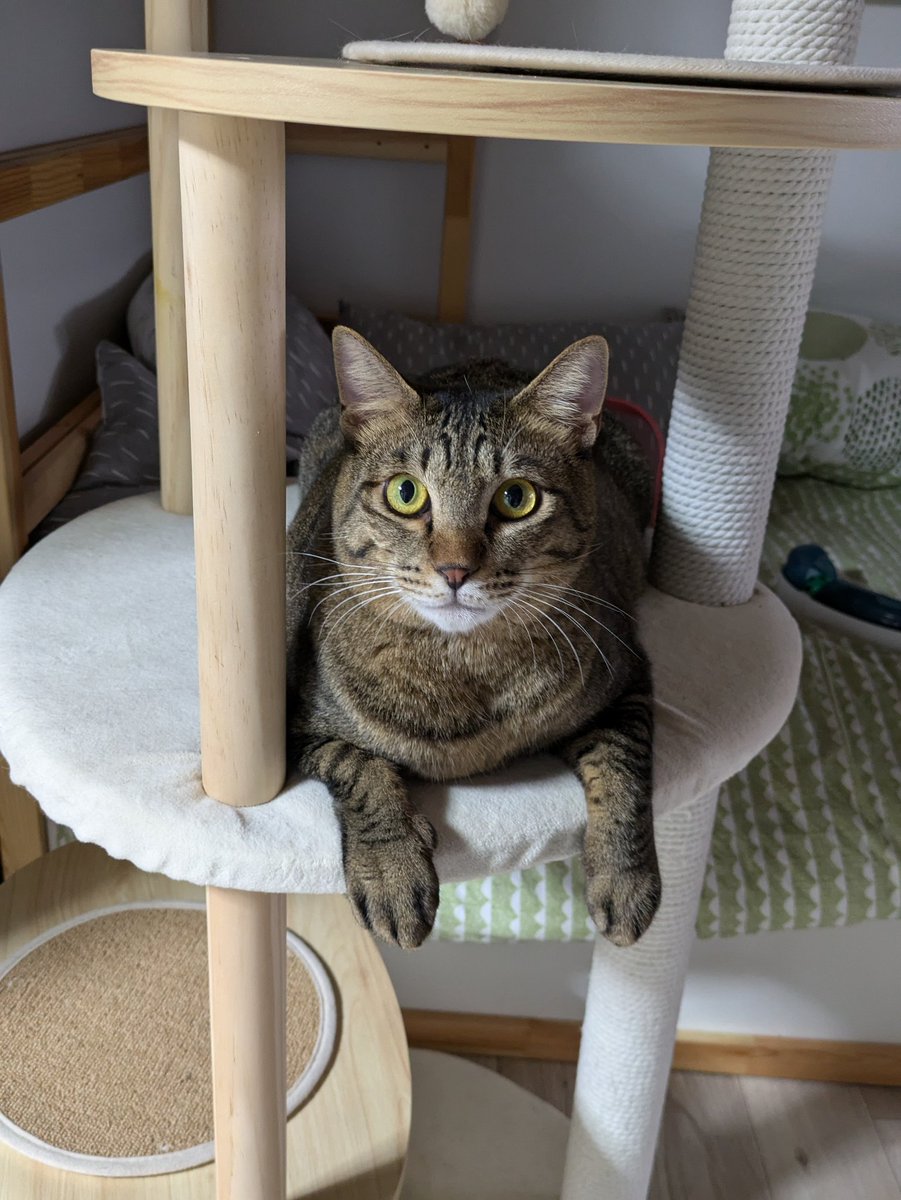 You can make it, Wasabi! #rescuecat #catrescue